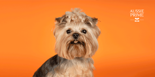Aprendamos sobre la raza: Yorkshire Terrier