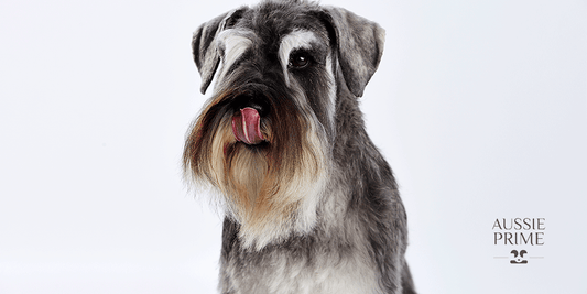 Aprendamos sobre la raza: Schnauzer miniatura