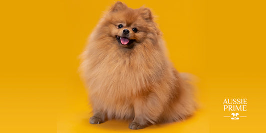 Aprendamos acerca de la raza Pomerania.