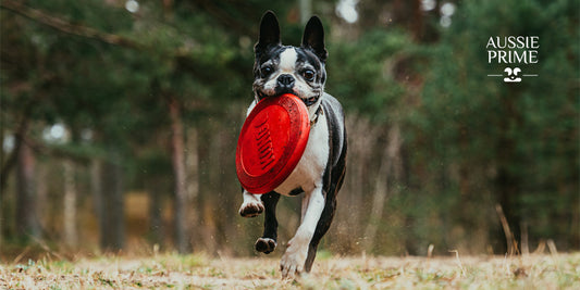 Aprendamos sobre la raza Boston Terrier