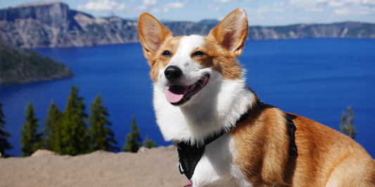 Aprenderemos sobre la raza Corgi Pembroke