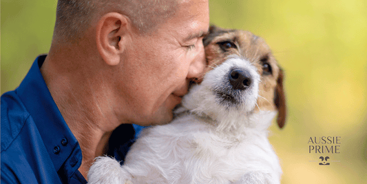 Cómo cuidar adecuadamente a un perro anciano