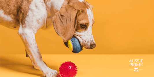 Cómo elegir el mejor juguete para tu perro