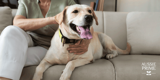 ¿Cómo elegir la comida adecuada para la edad y tamaño de tu perro?