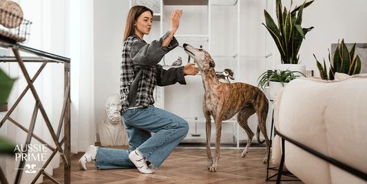 ¿Cómo mejorar el comportamiento de un perro con premios?
