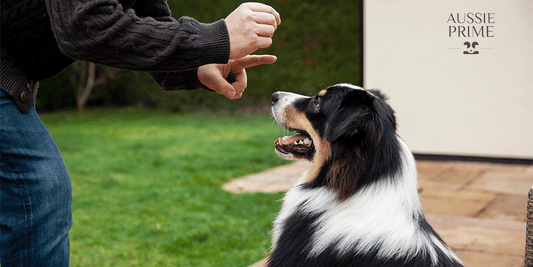 ¿Cómo asegurarte de que tu perro reciba suficiente atención y estimulación durante el día?