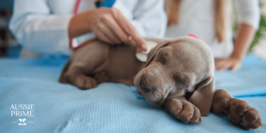¿Cómo saber si tu perro está enfermo?