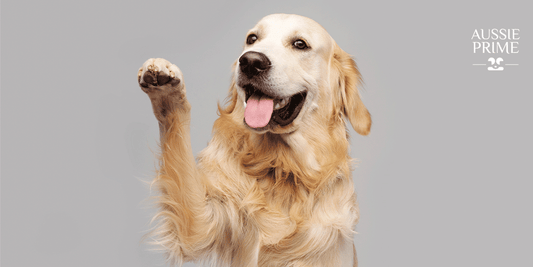 ¿Cómo entrenar a tu perro en casa usando premios?