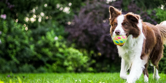 ¿Cómo aprende un perro?