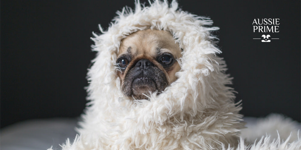 que frio es demasiado frio para un husky siberiano