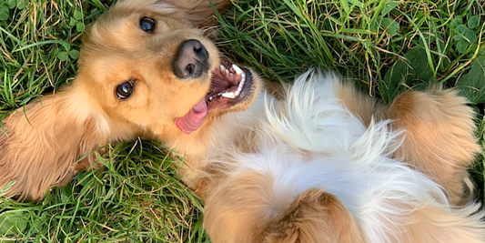 ¿Cómo cuidar el pelo de tu perro?