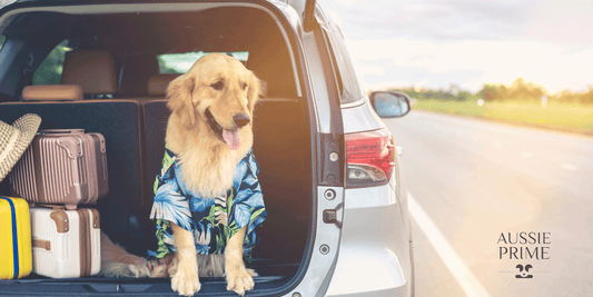 Consejos para viajar con tu perro