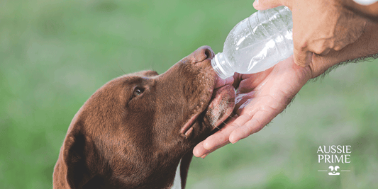 La importancia del agua en la dieta BARF para mi mascota