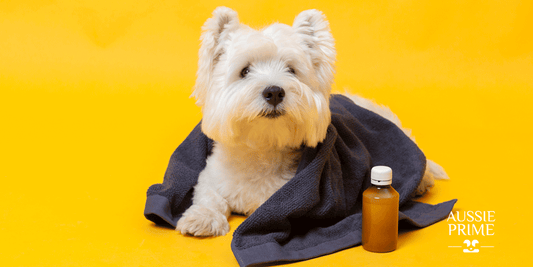 Las enfermedades más comunes en los perros