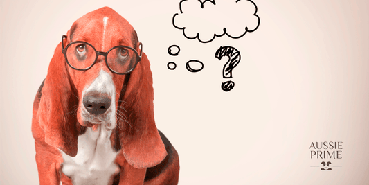 Mitos y verdades sobre la dieta BARF para mascotas