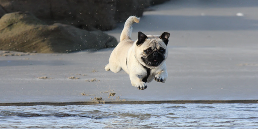 Aprendamos sobre raza pug