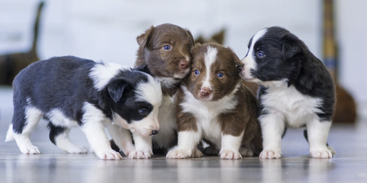 ¿Qué cuidados debe tener un perro cachorro?