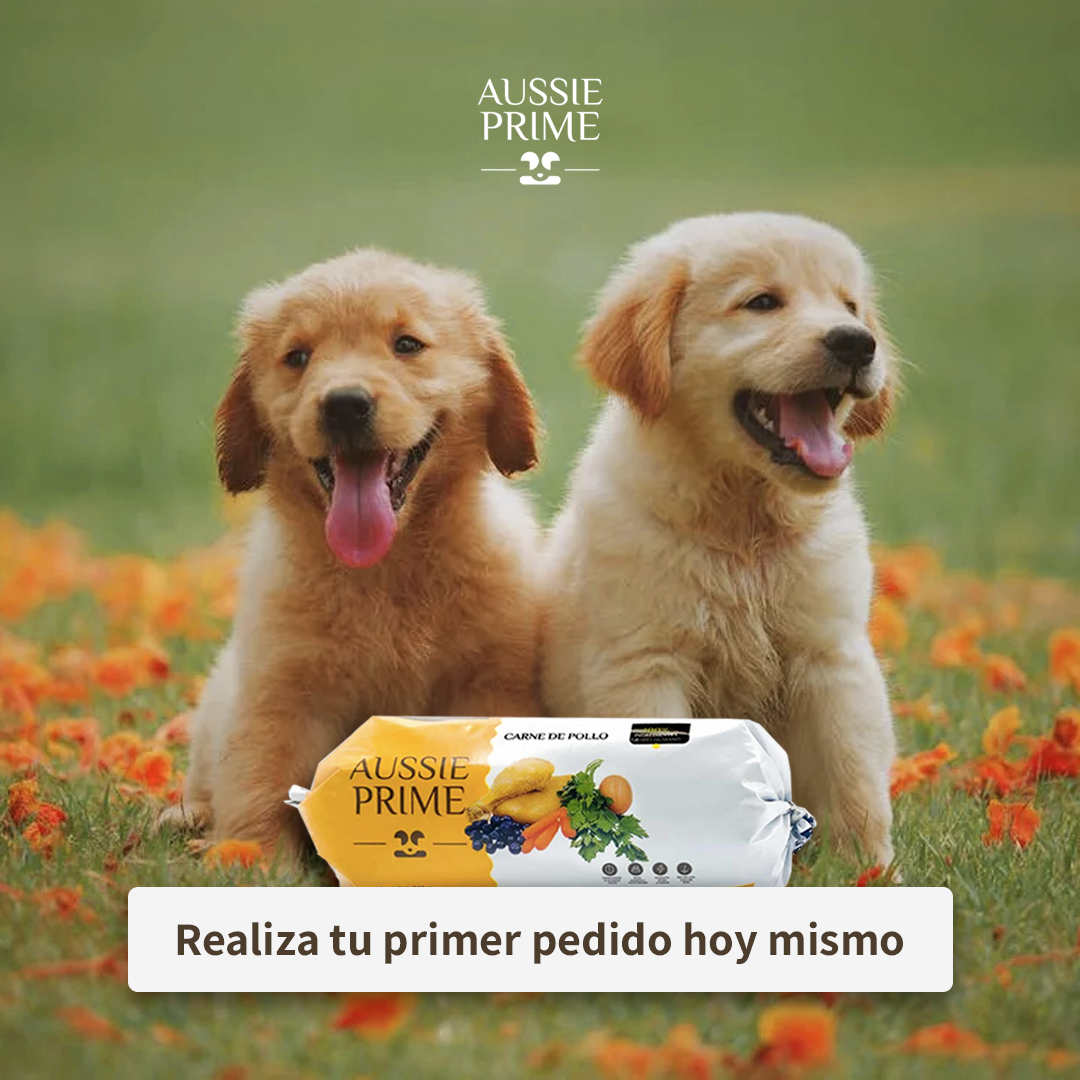 El mejor alimento para perros