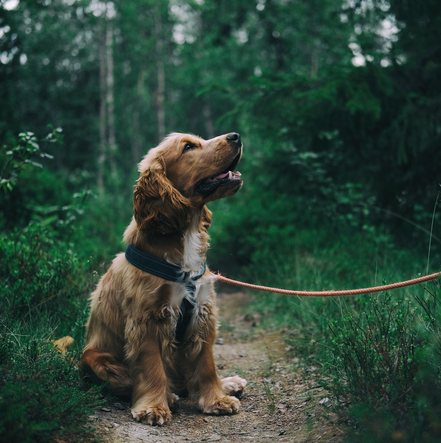 Alimento Barf en Guadalajara