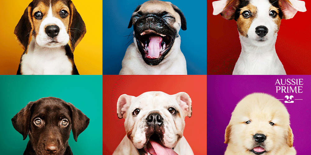 ¿Cómo reflejan las emociones los perros?