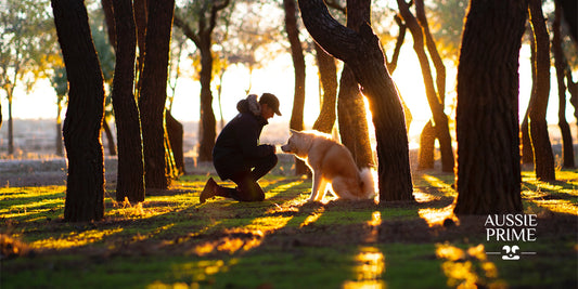 ¿Cómo mantener a mi perro en forma?