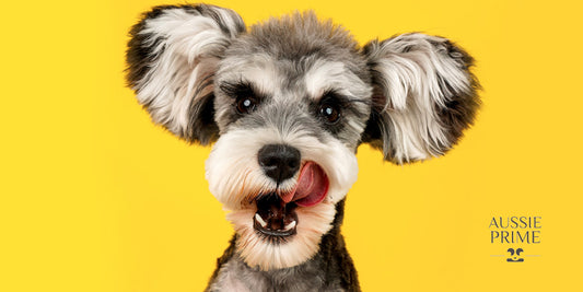 ¿Cómo mejorar la higiene bucal de mi perro?