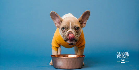¿Cómo puedo mejorar la digestión de mi perro?