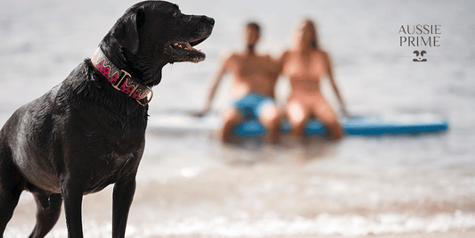 Consejos para cuidar a tu perro en la playa