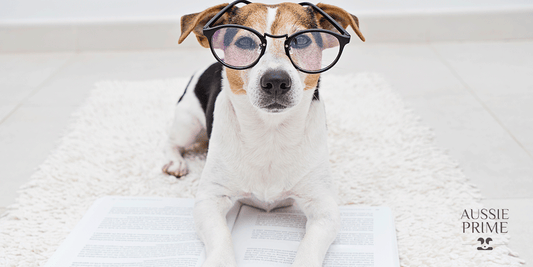 ¿Cuáles son las razas de perro más inteligentes?