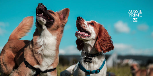 ¿Porqué tener más de un perro puede ser buena opción?