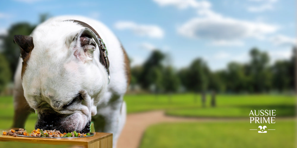 ¿Puede un perro que consume croquetas cambiarse a B.A.R.F.?