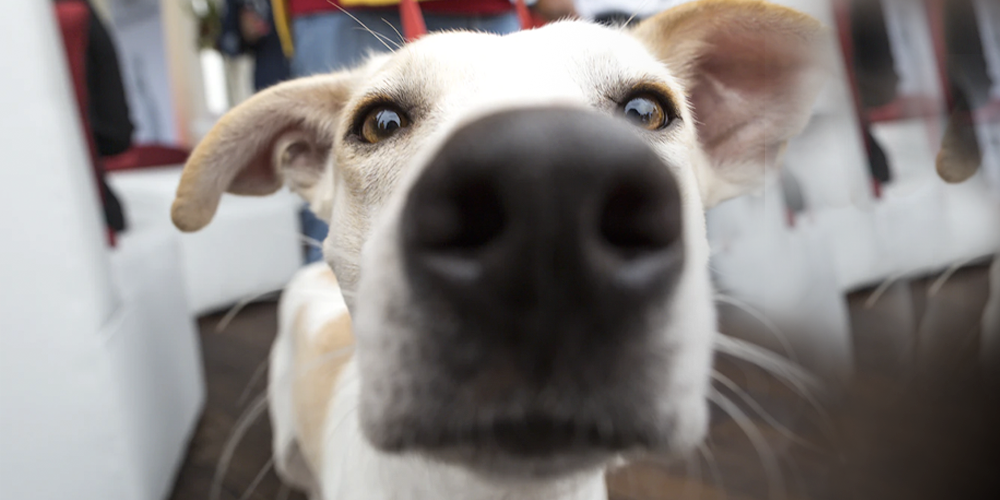 ¿Cómo funciona el olfato de los perros?