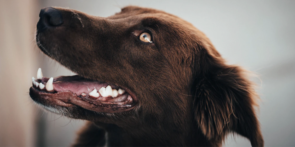 Los beneficios del BARF para la salud dental de tu mascota